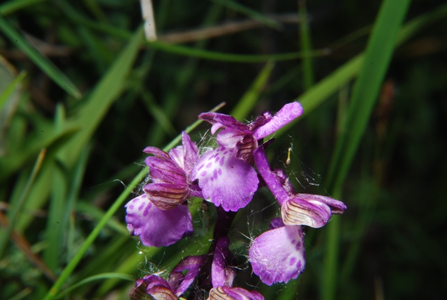 Orchidea